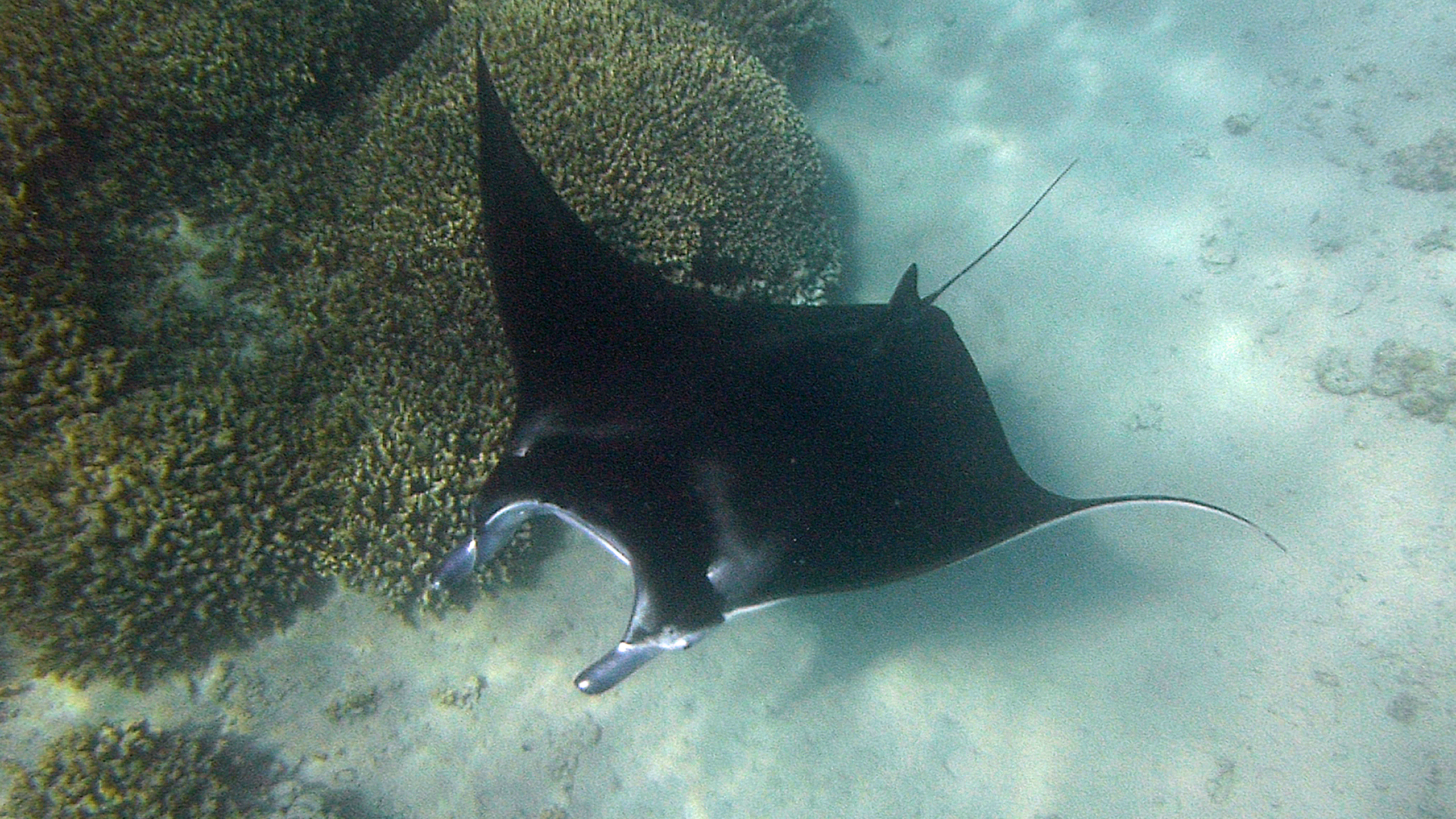 Manta ray, Bora Bora, French Polynesia 2023.